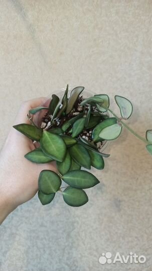 Хойи укорененные 2