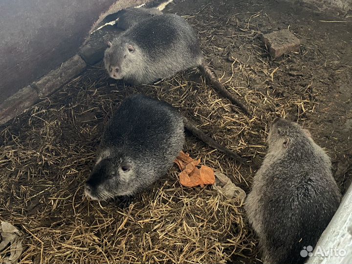 Нутрии на племя