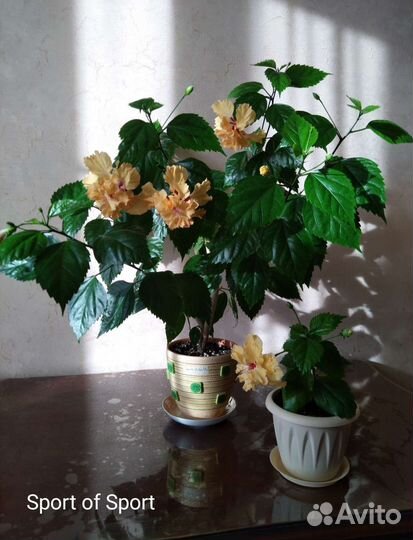 Гибискусы 1