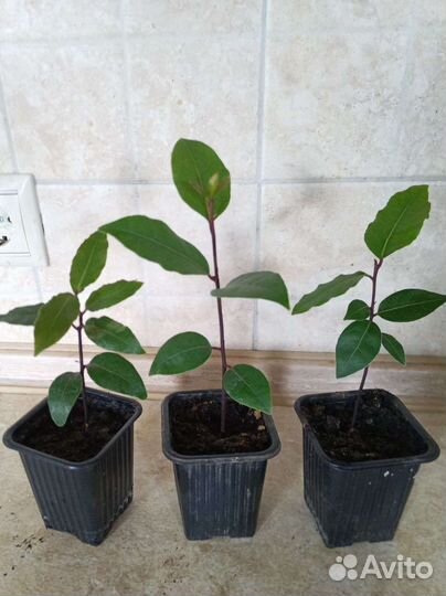 Саженцы лаврового листа