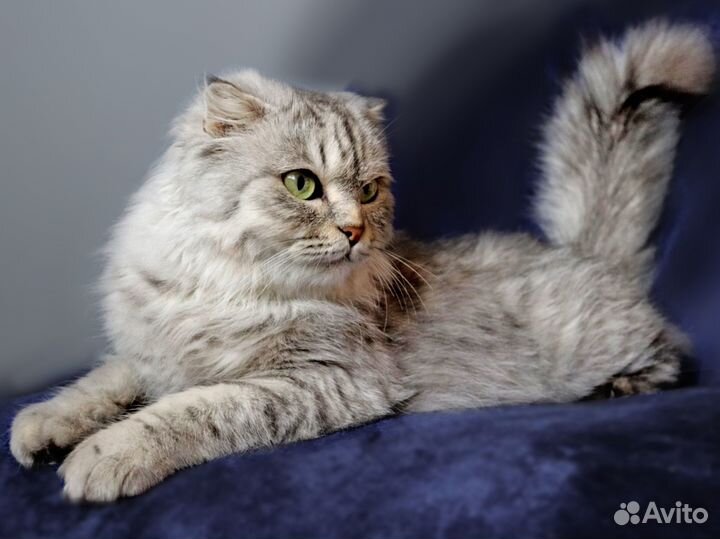 Зеленоглазая красавица