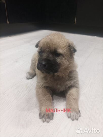 Щенки алабая и овчарки