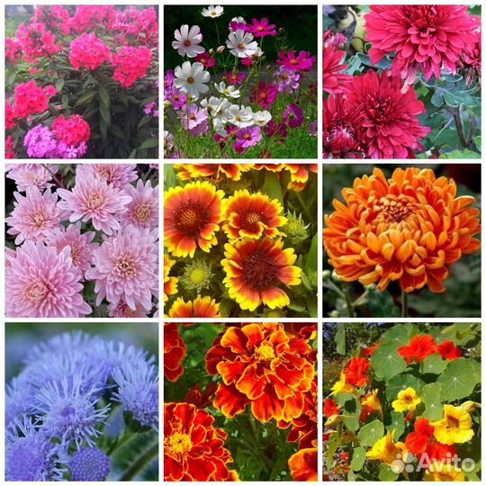 Рассада цветочных и овощных культур