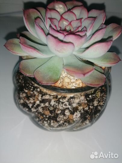 Суккуленты