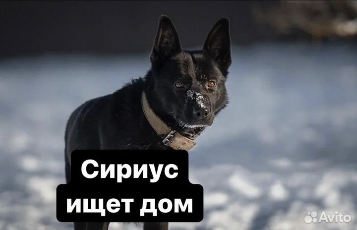Сириус - черный пёс, собака в добрые руки