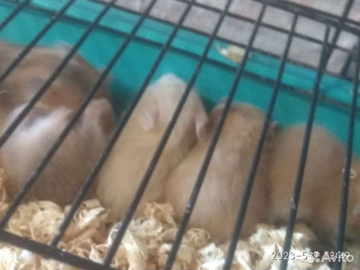 Сирийский хомяк малыш