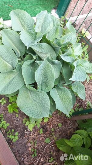 Гейхеры, хосты