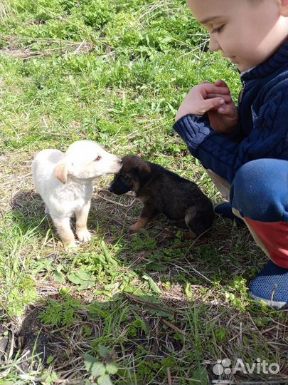 Щенки дворняги