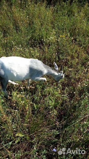 Альпийские козочки