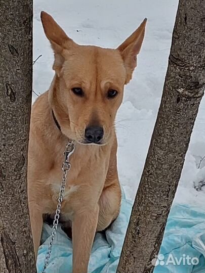 Собака в парке