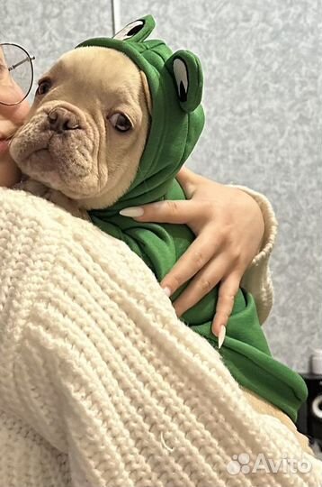 Худи для собак