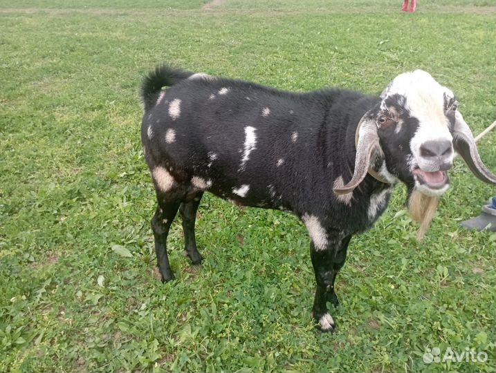 Нубийские козлята, козел на покрытие