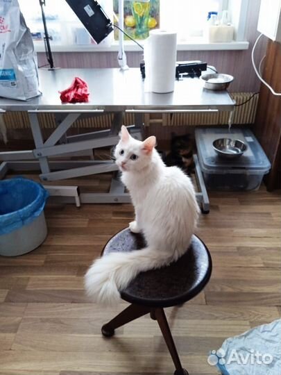 Трехлапая Беляночка