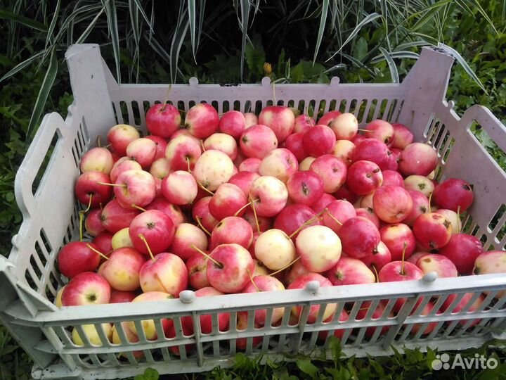 Яблочки - ранетки