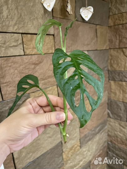 Монстера Манки