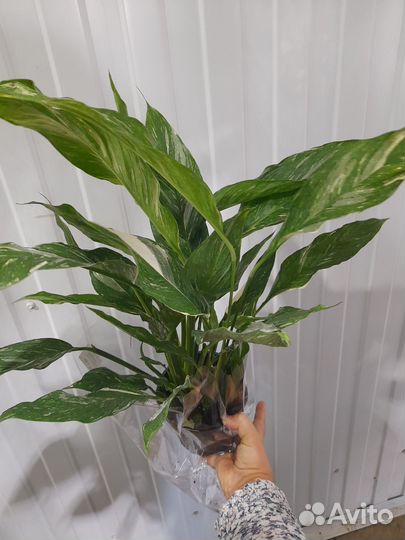 Спатифиллум вариегатный крупный