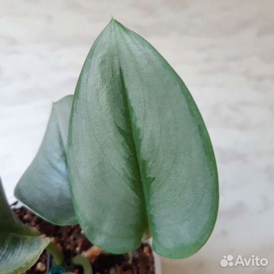 Сциндапсус Мунлайт