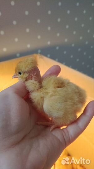 Инкубационное яйцо:бройлер, индюк, мулард