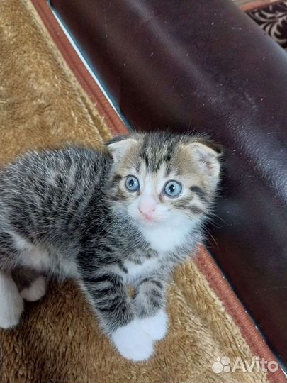 Вислоухие котята