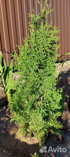 Туи пирамидальные