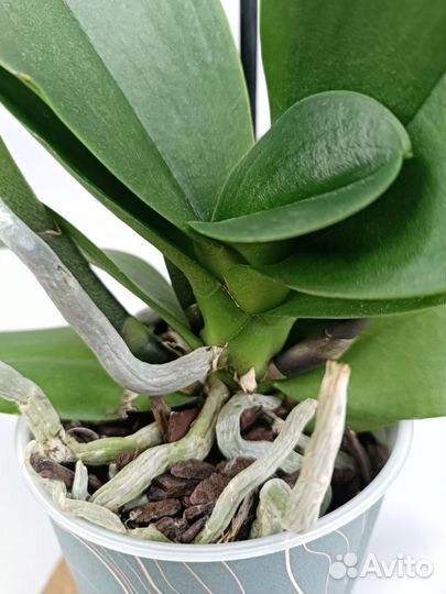 Орхидея Фаленопсис Rotterdam Роттердам