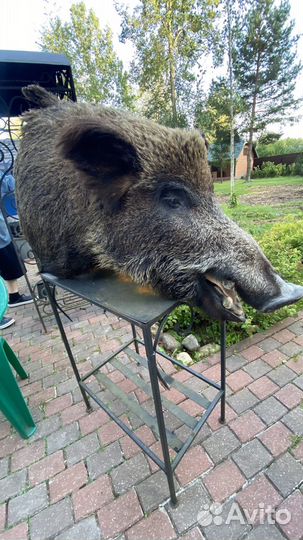 Чучело головы кабана