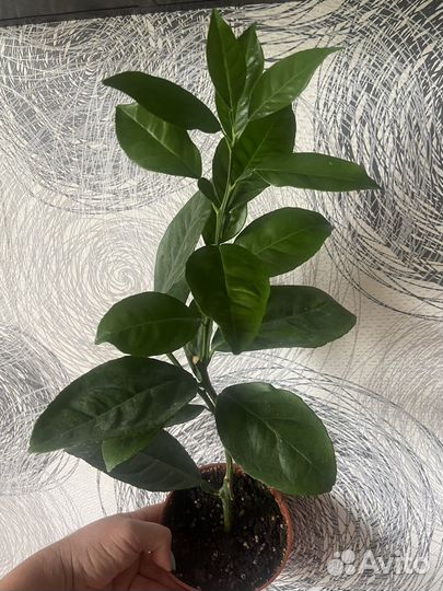 Апельсин Моро