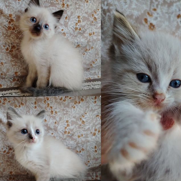 Рэгдолл котёнок