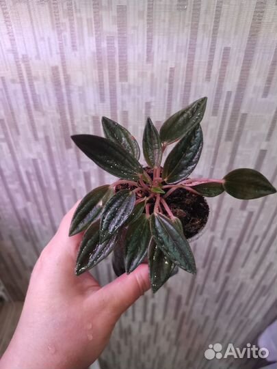 Пеперомия Россо