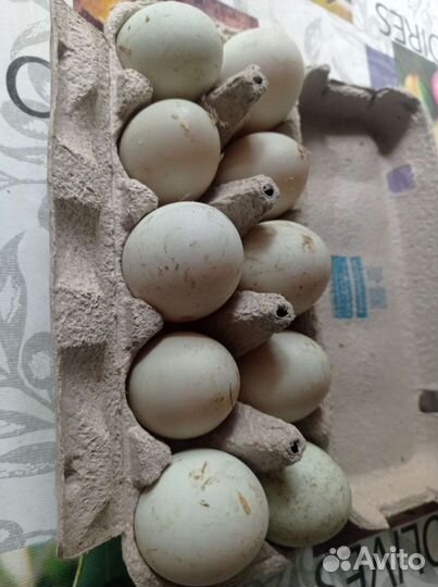 Продаю Яйцо утиное