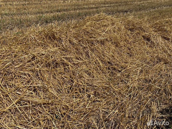 Солома ячменная, пшеничная 2023 года
