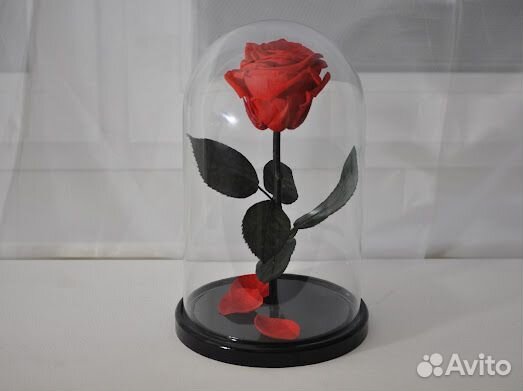 Роза в колбе стабилизированная Премиум