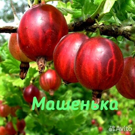 Крыжовник