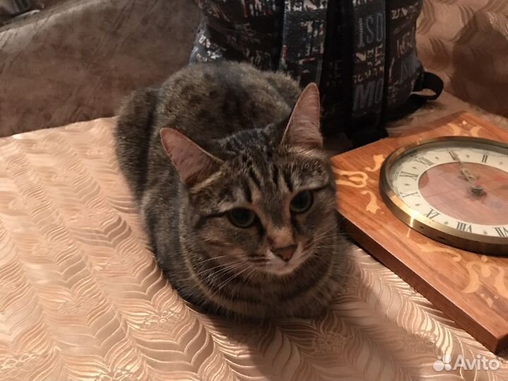 Отдам даром бесплатно в дар котята