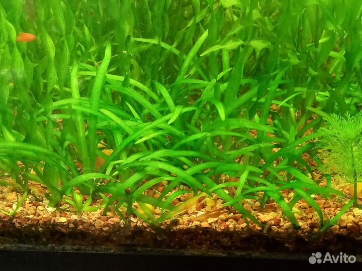 Растения для аквариума