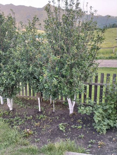 Дом 55 м² на участке 15 сот.