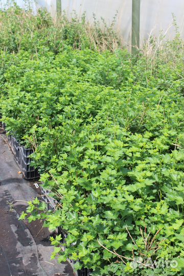 Саженцы оптом Крыжовник сорт Финик