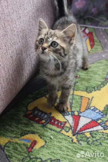 Отдам двух котят девочки