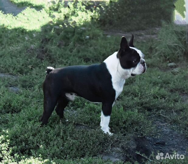 Бостон терьер девочка