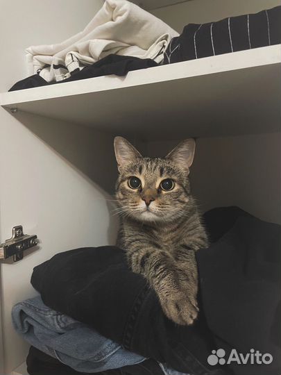 Отдам кота в добрые руки