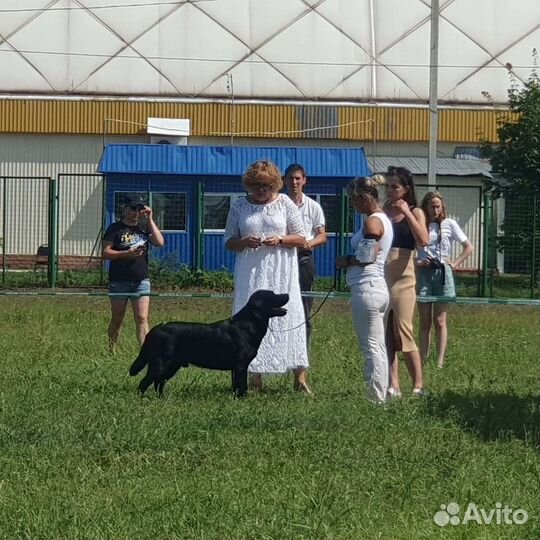 Хендлинг - дрессировка