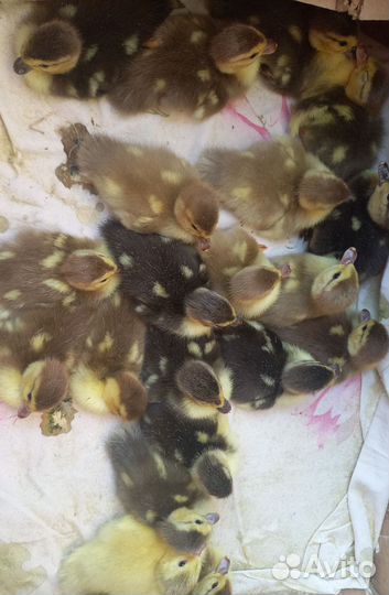 Утята индоутки