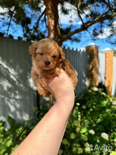 Мальтипу супермини девочка премиум класса