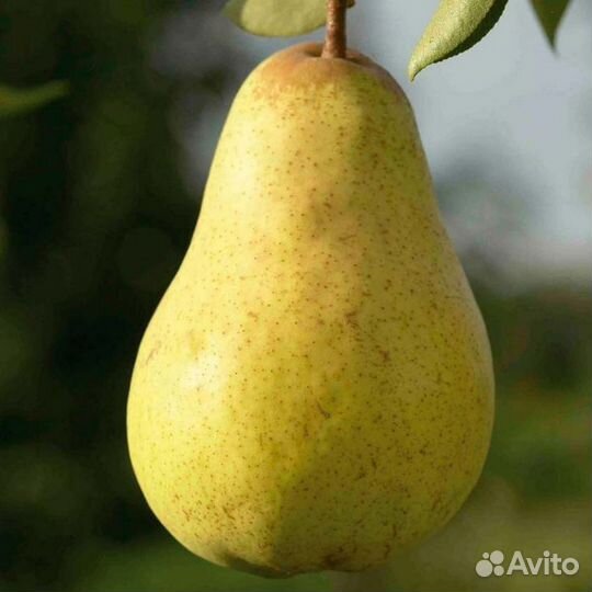 Саженцы груши с зкс