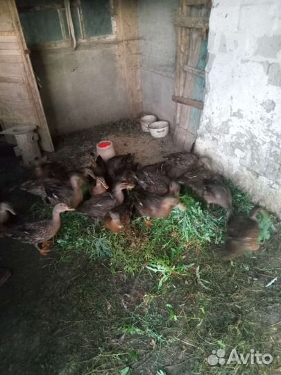 Подсадные утки