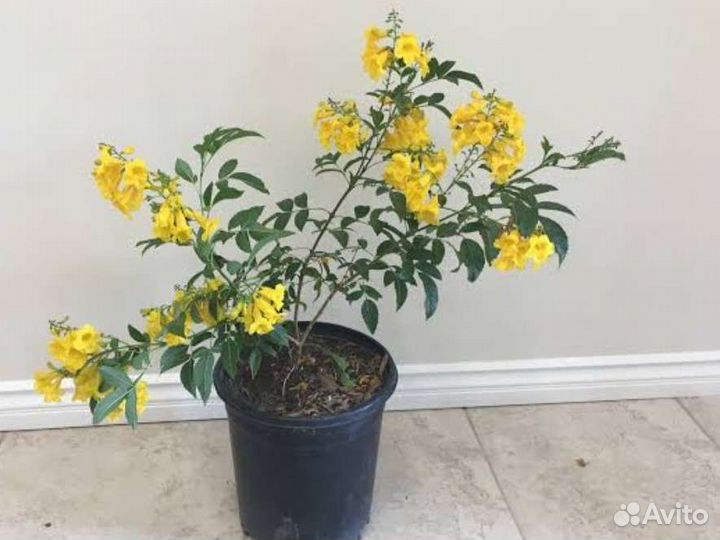 Семкна Текома прямостоячая