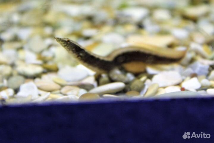 Аквариумные рыбки