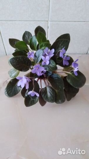 Цветы домашние: Калатея, Фикус, Фиалка и другие