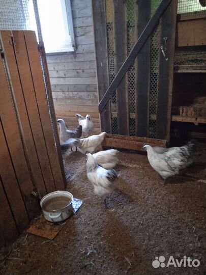 Лакеданзи серебро цыплята