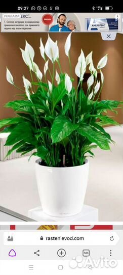 Спатифиллум